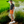 Load image into Gallery viewer, signature orange comfort fit style Shorts
